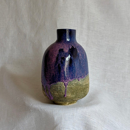 Cosmos violeta